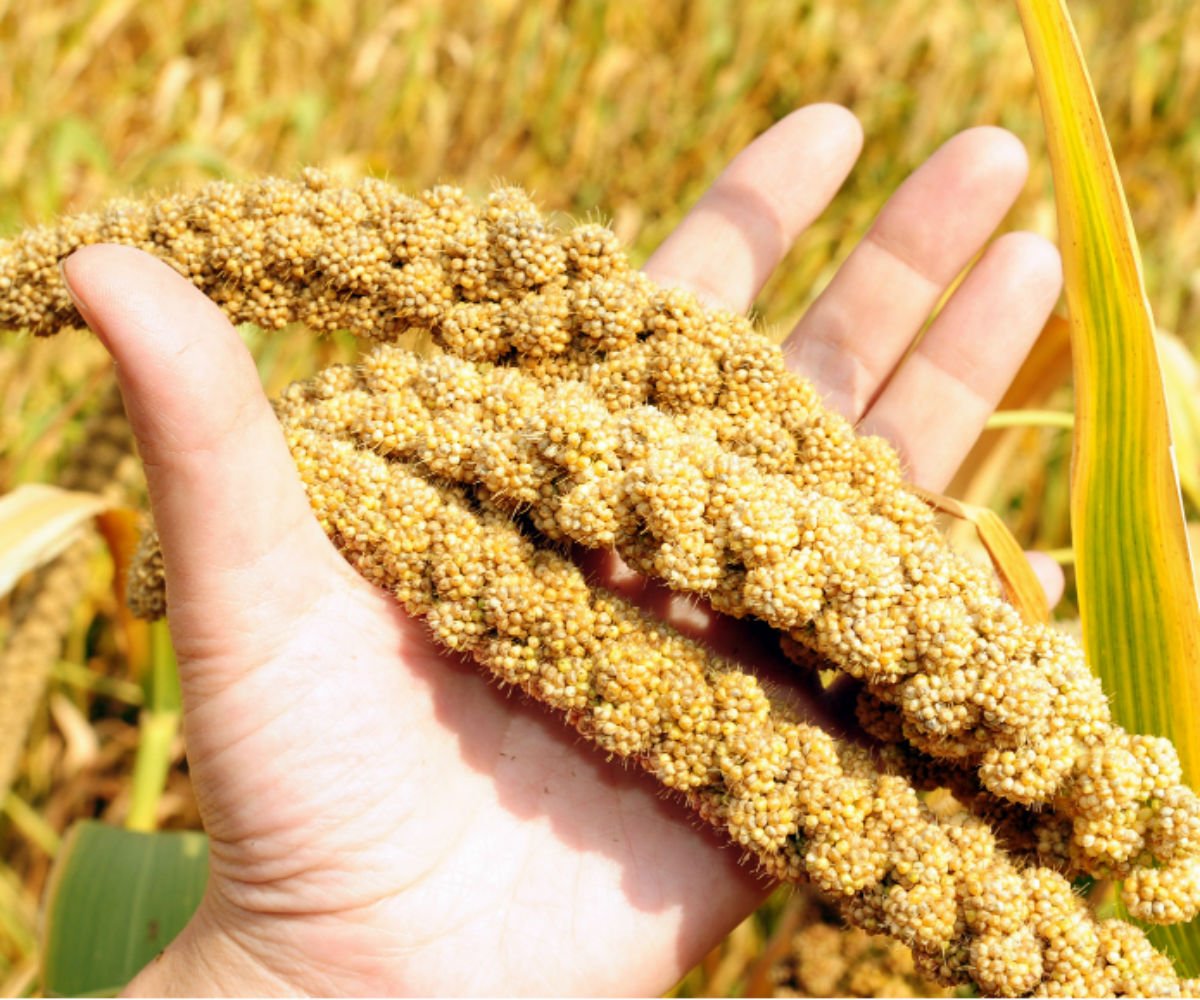 Пшенка в Колосе