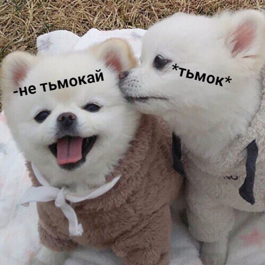Милые котики тьмок