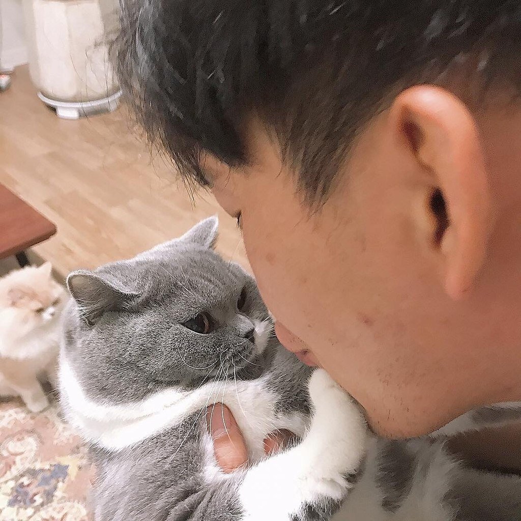 Милые котики тьмок