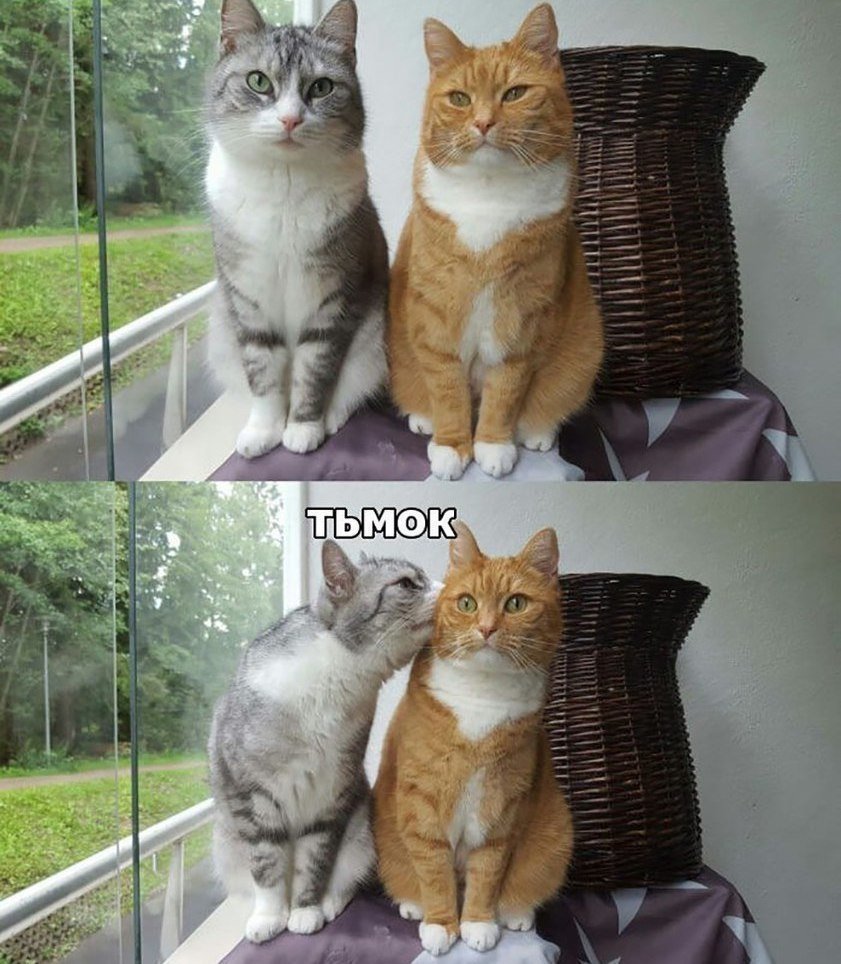 Тьмок котики