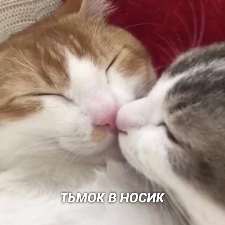 Котенок с сердечком
