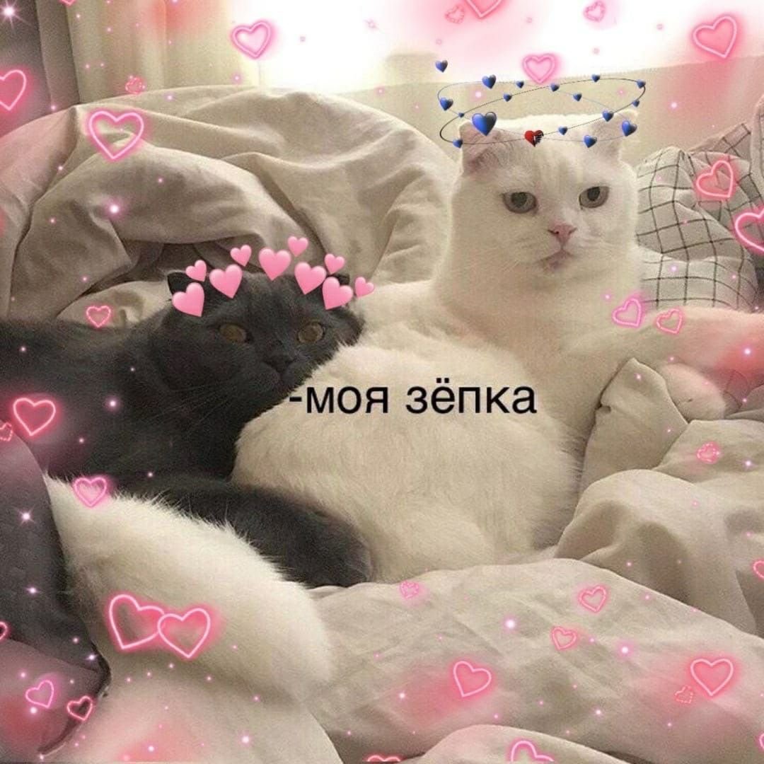 Пикчи сладких снов с котиками