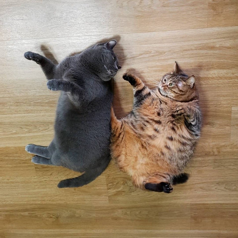 Милые котики с сердечками