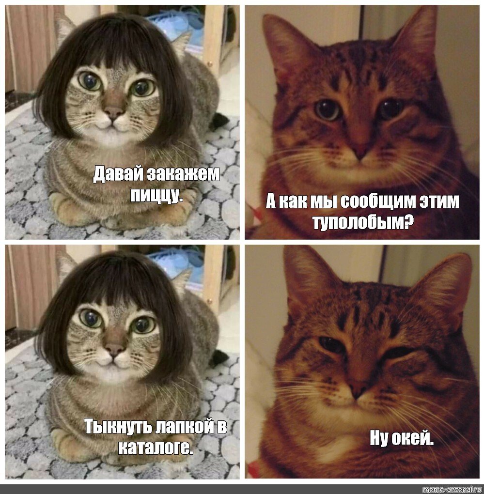 Два милых котенка