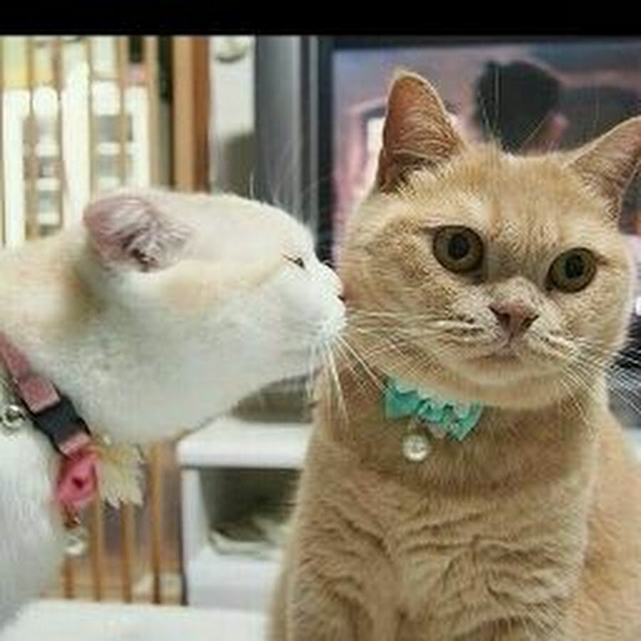 Я тебя люблю котенок