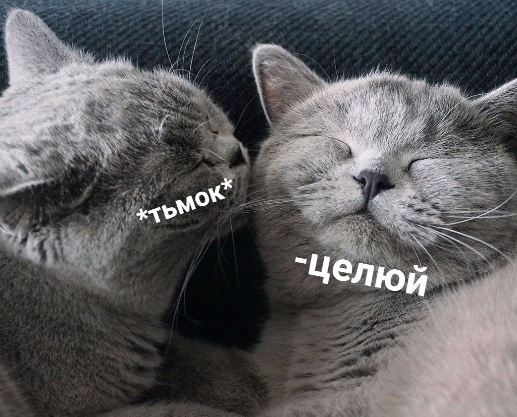 Милые котики тьмок