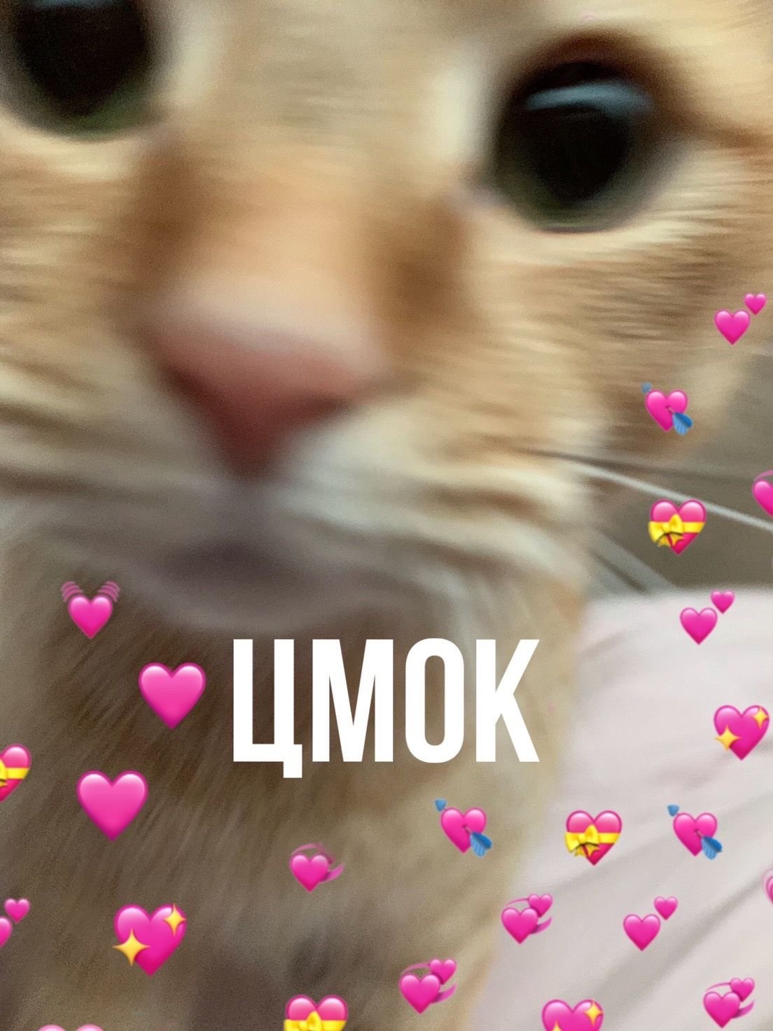 Пикчи для любви с котиками