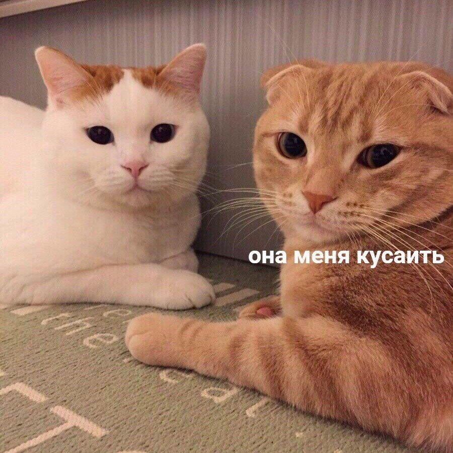 Котята целуются