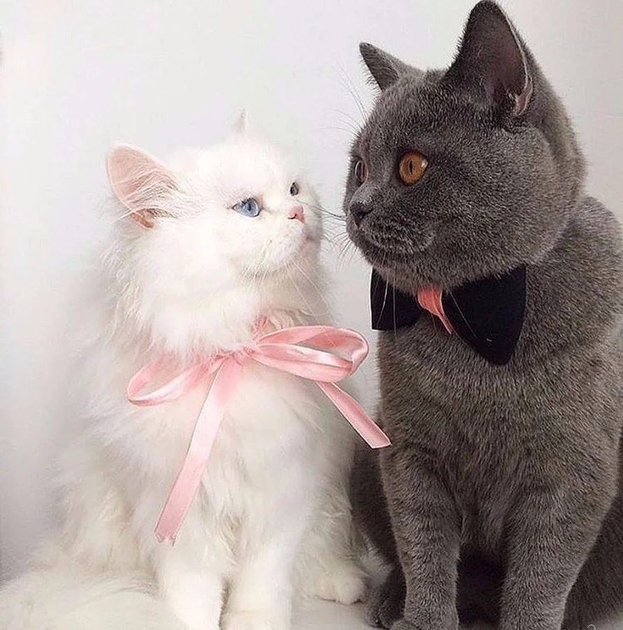 Котики с сердечками и надписями