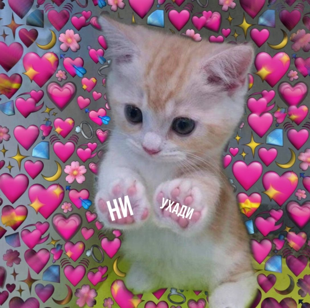 Котик с розовыми щечками