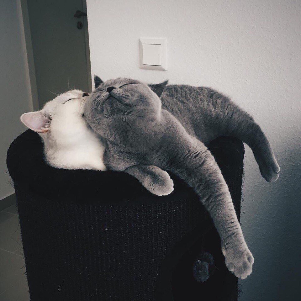 Котик кусает