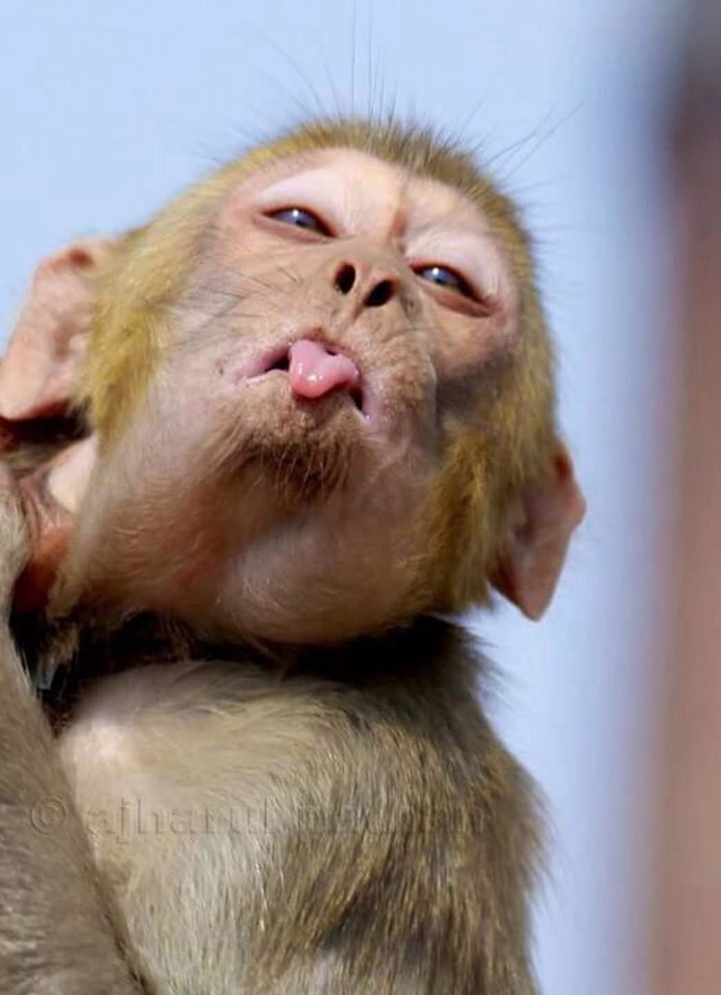 Обьясзяна показывает язык