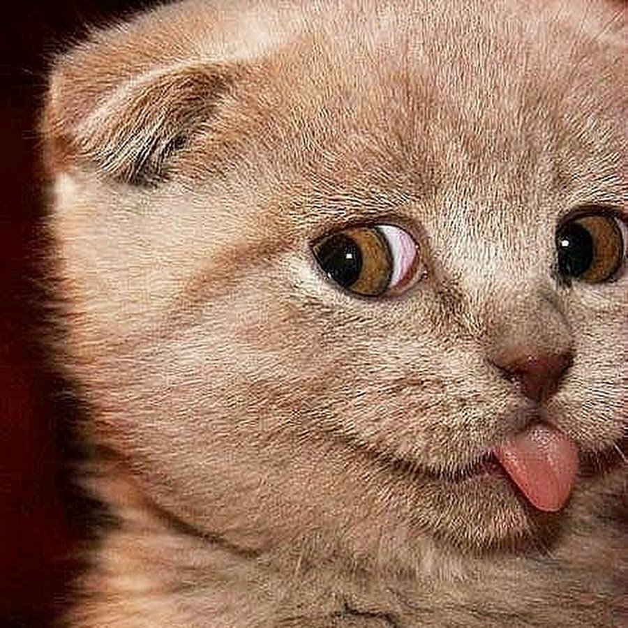 Котик с язычком