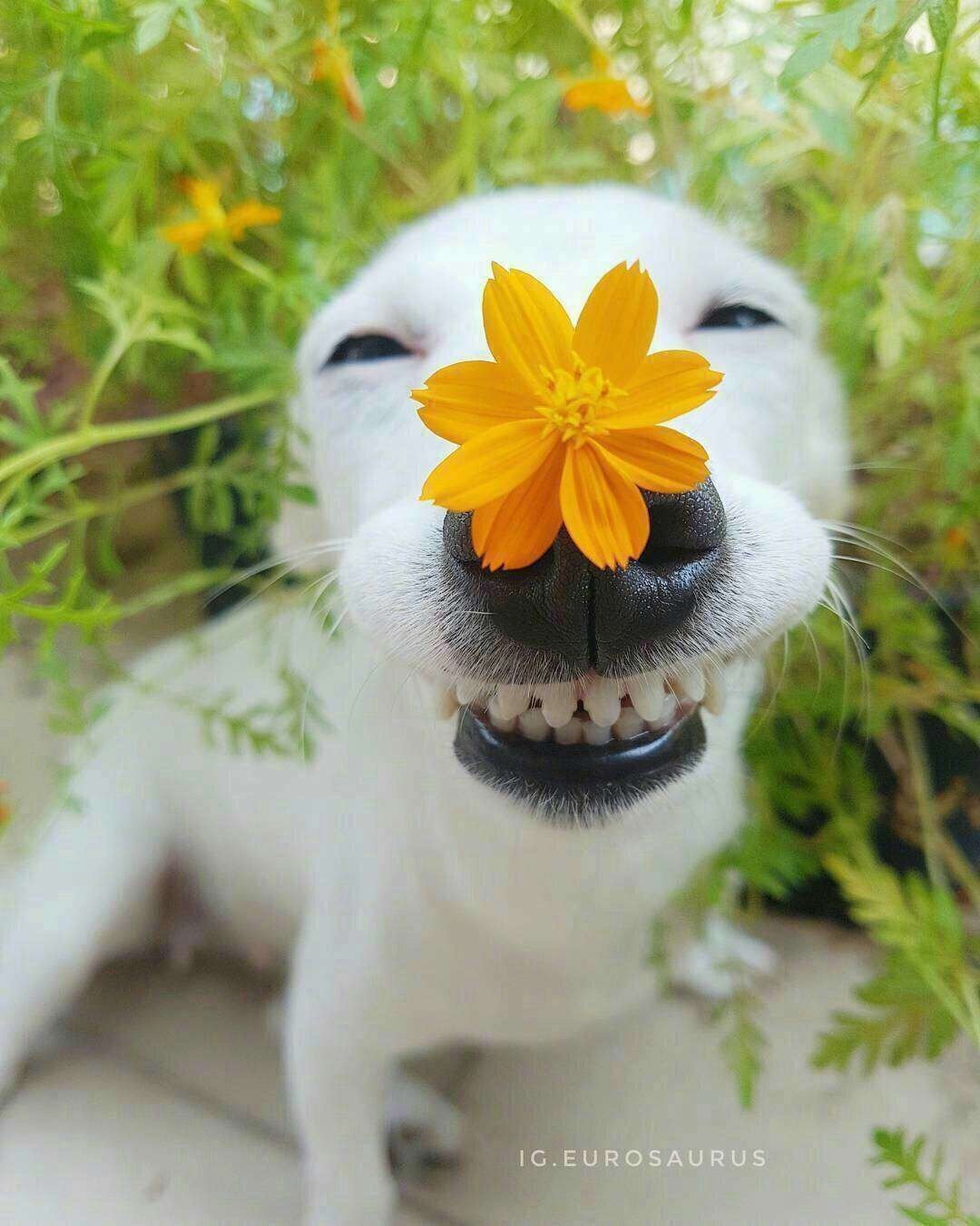 Доброго дня и хорошего настроения