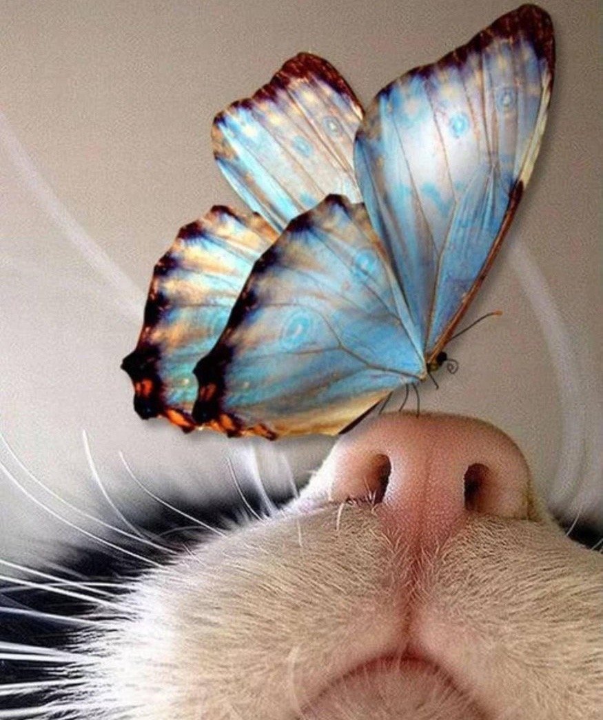 Высказывания про смех