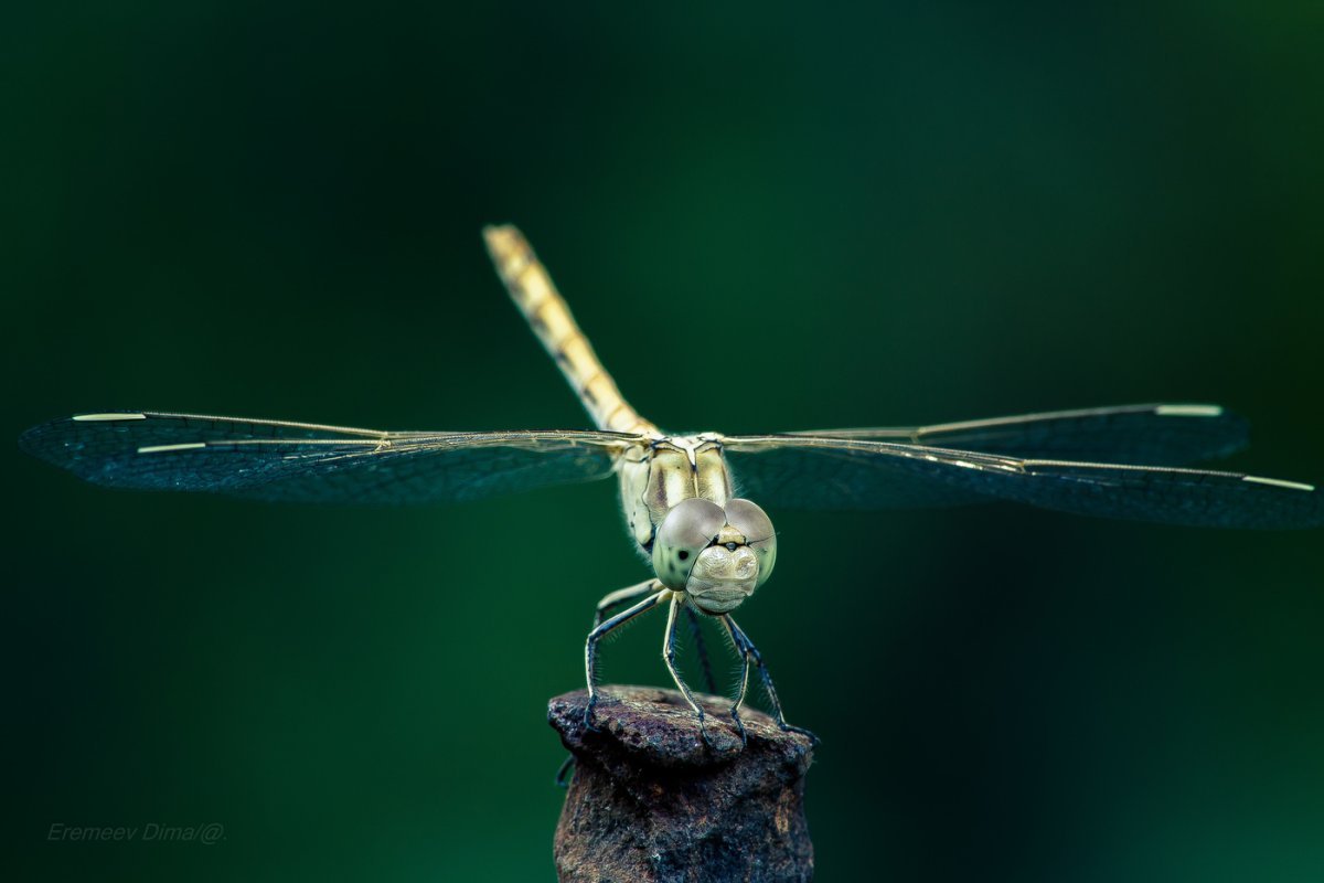 Насекомое похожее на вертолет