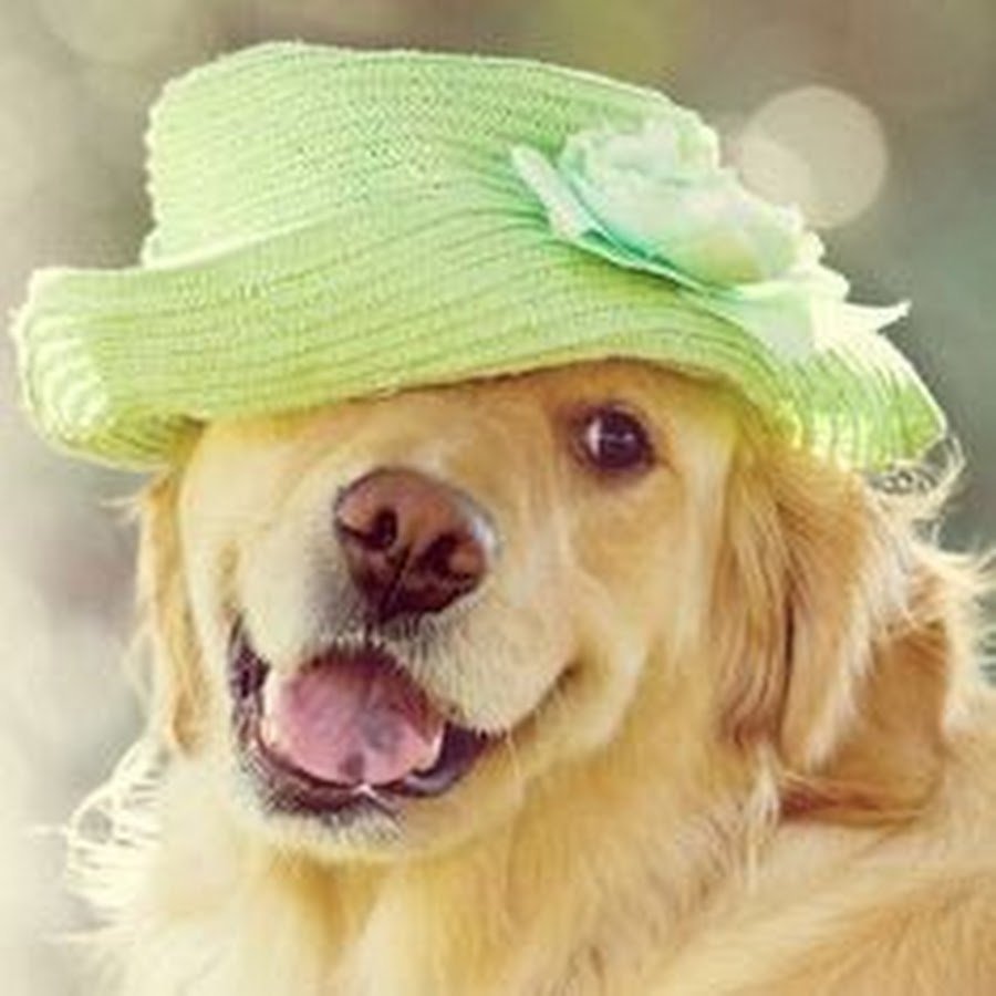 Бабочка на носу