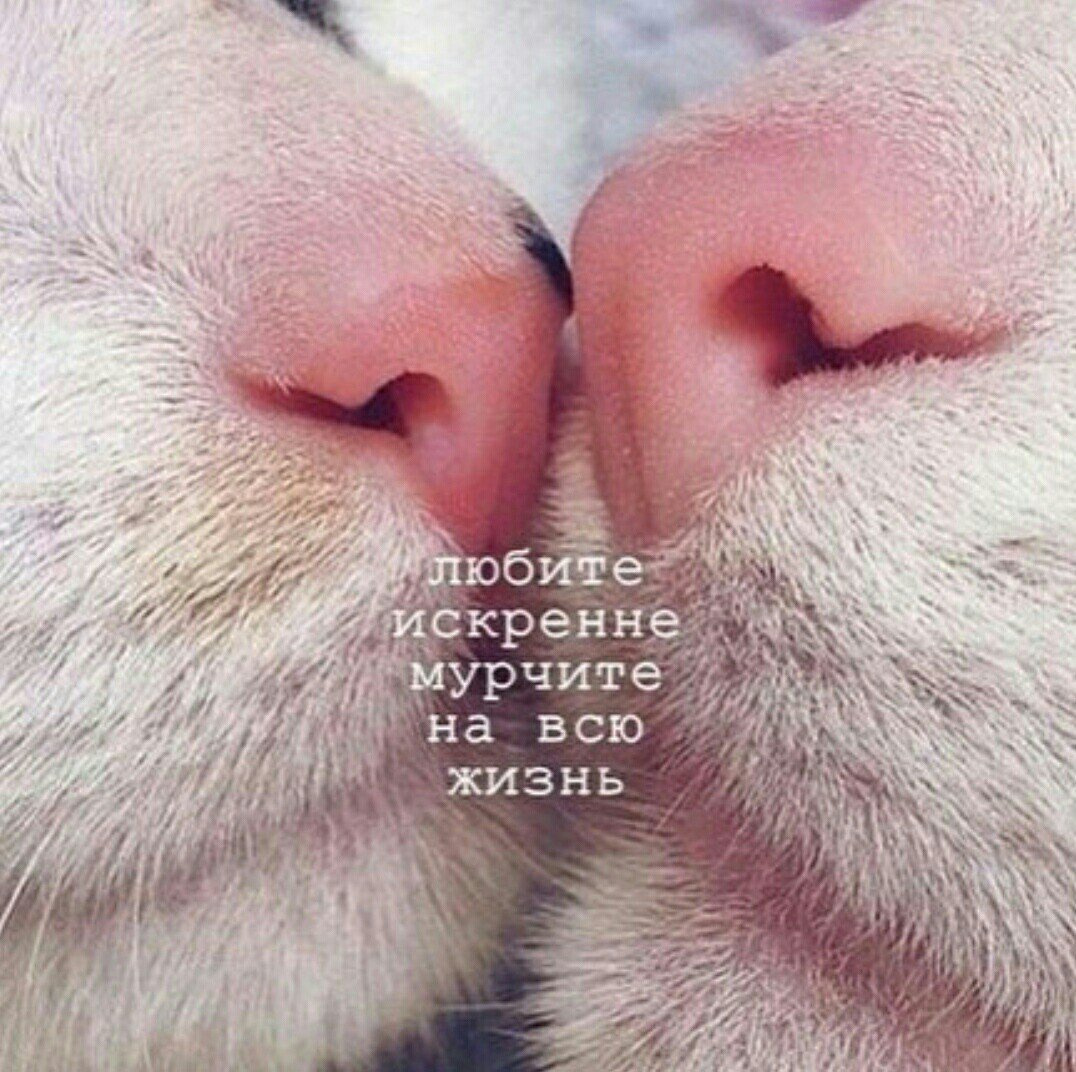 Хорошего дня птицы