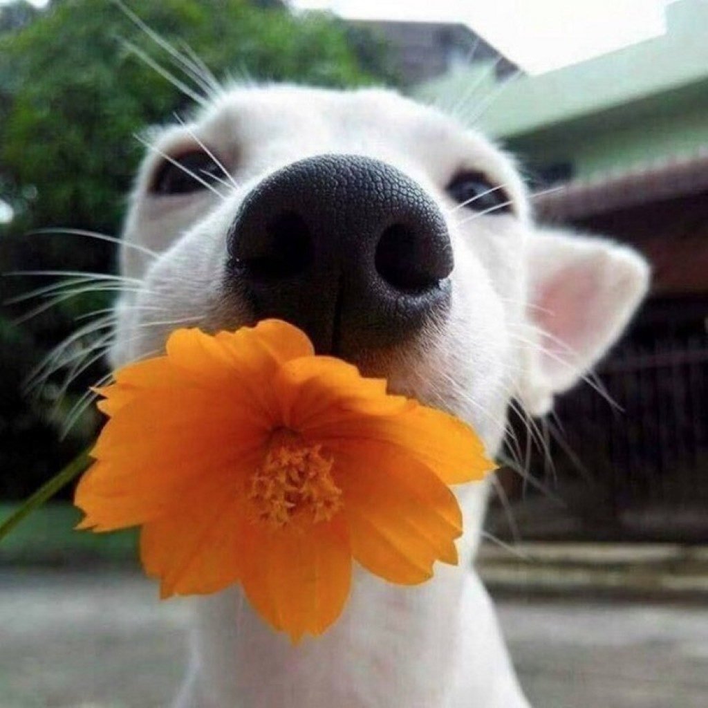 Выше нос картинки для настроения