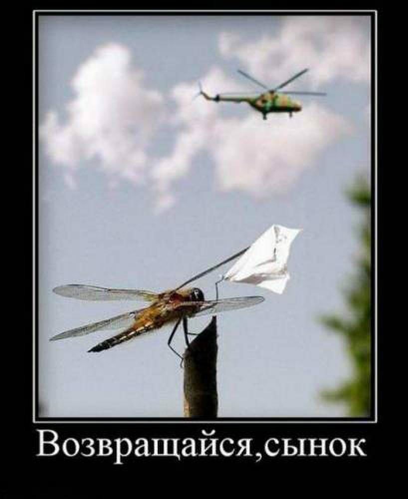 Стрекоза прикол