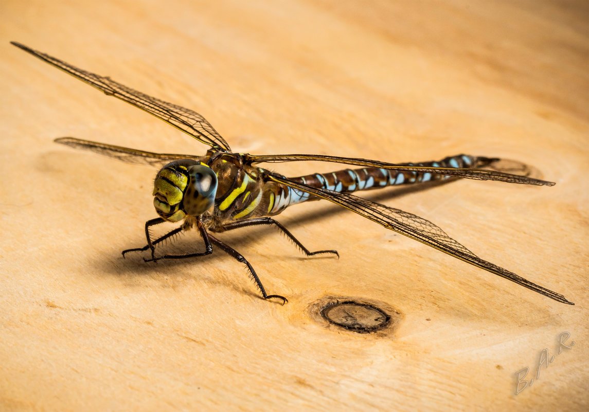 Вертолет похожий на стрекозу