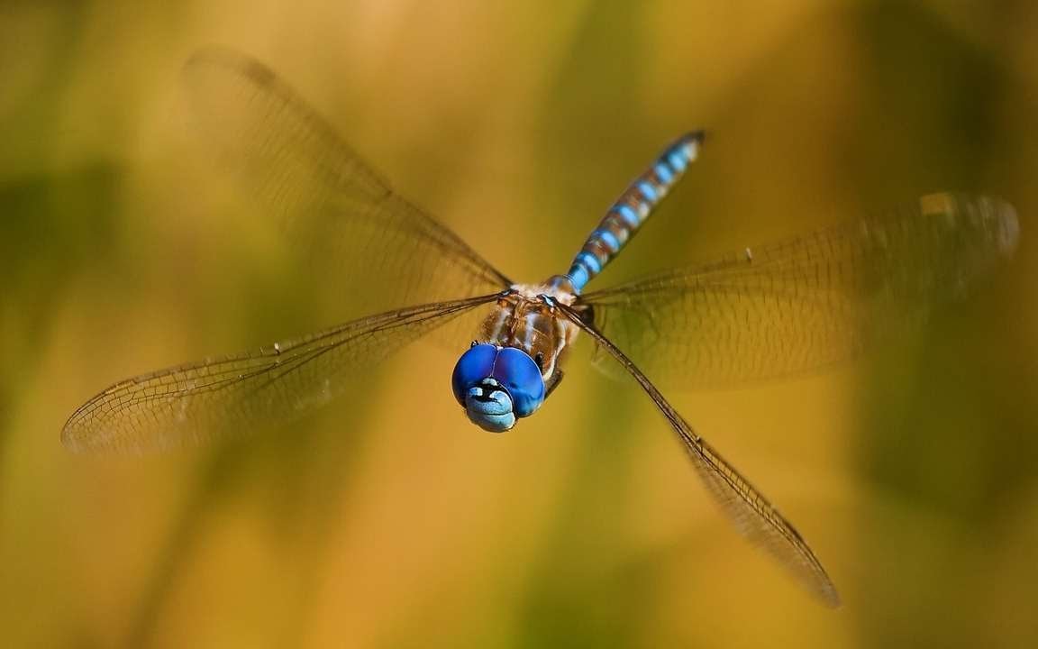 Стрекозы на черном море