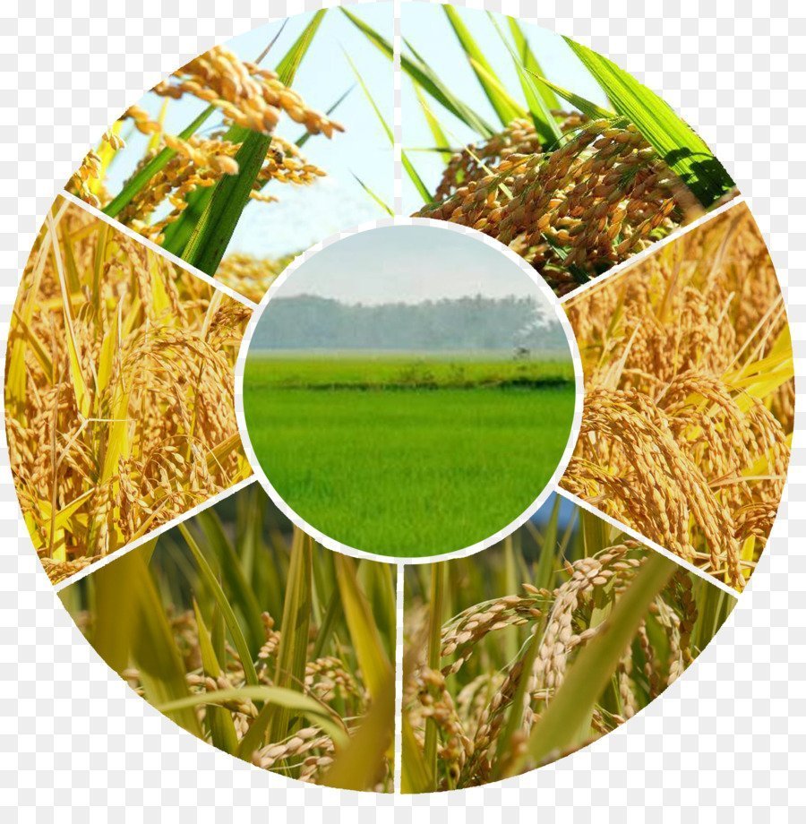 Сельскохозяйственные растения