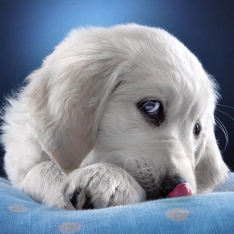 Собака скучает