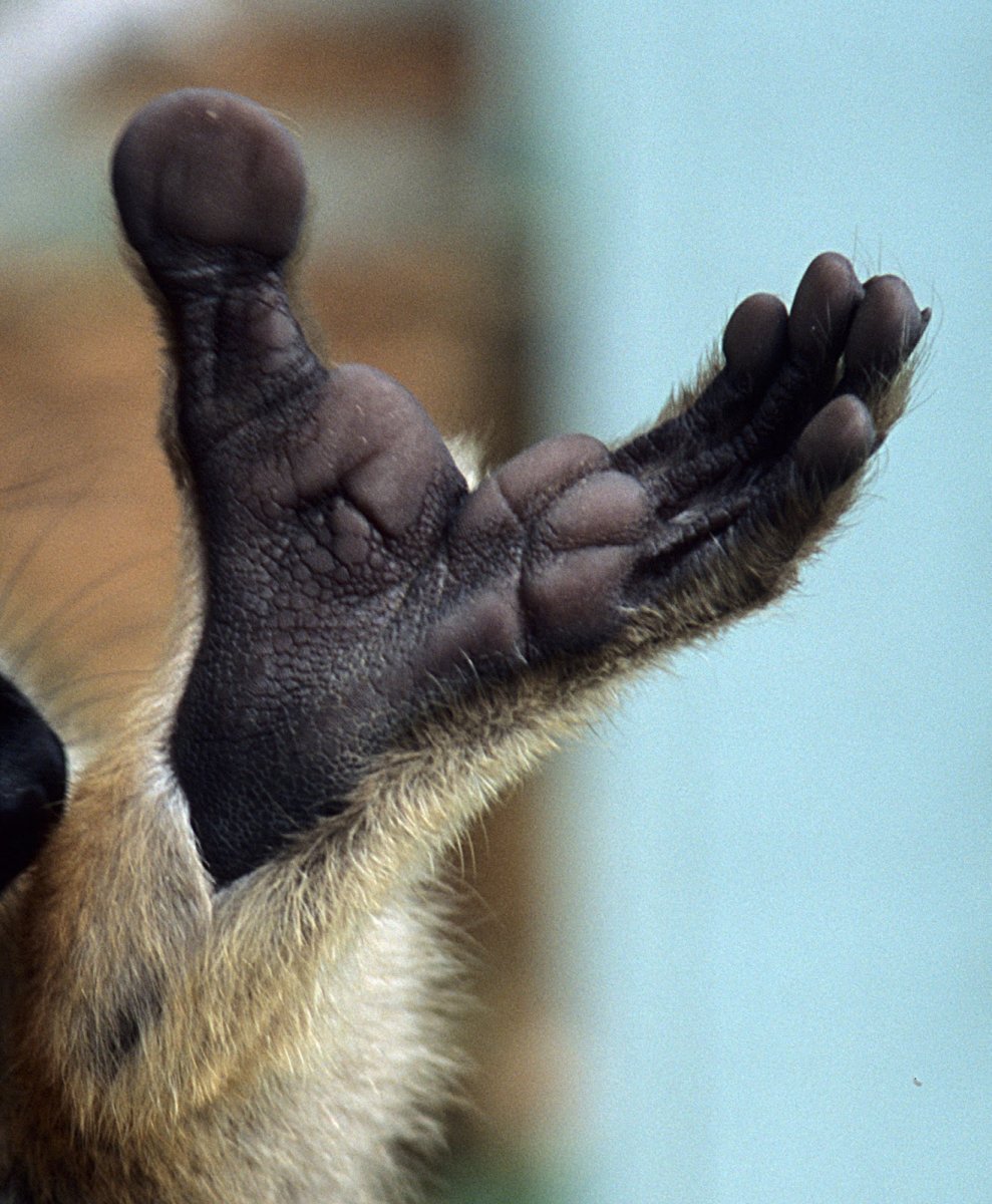 Лемур Лори лапы