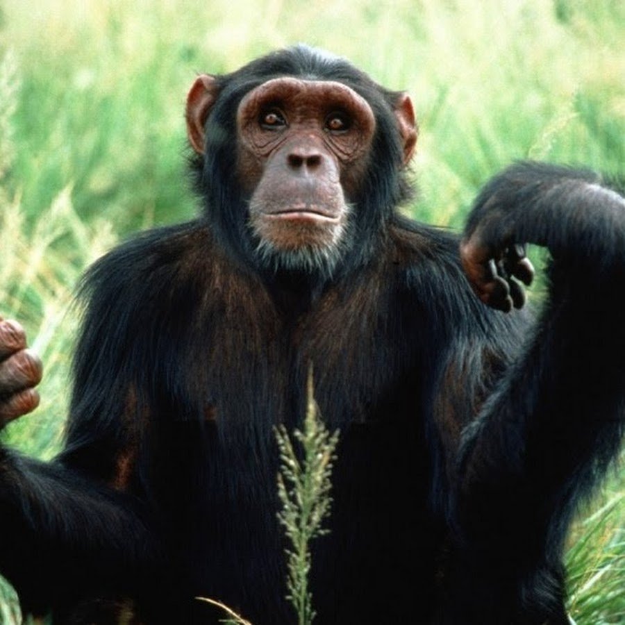Кисть шимпанзе