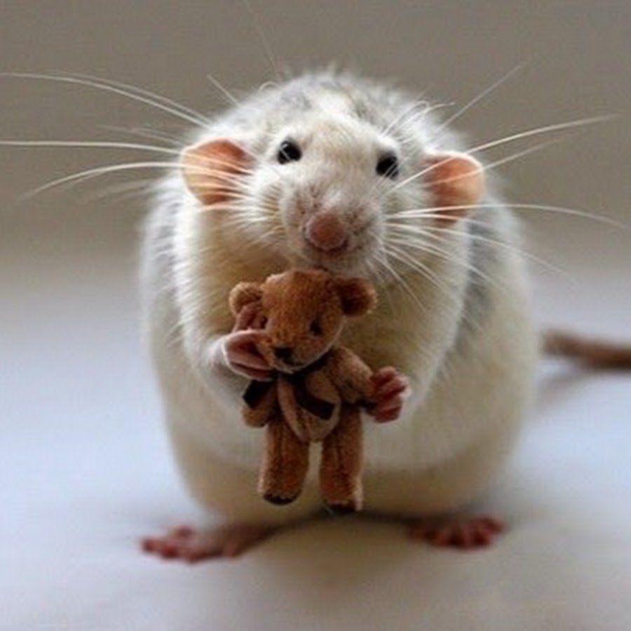 Мышка Эстетика