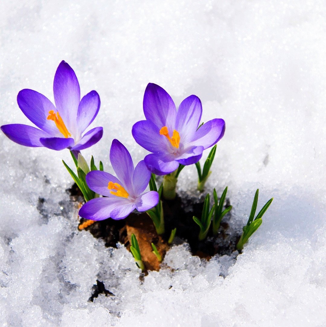 Весенние цветы