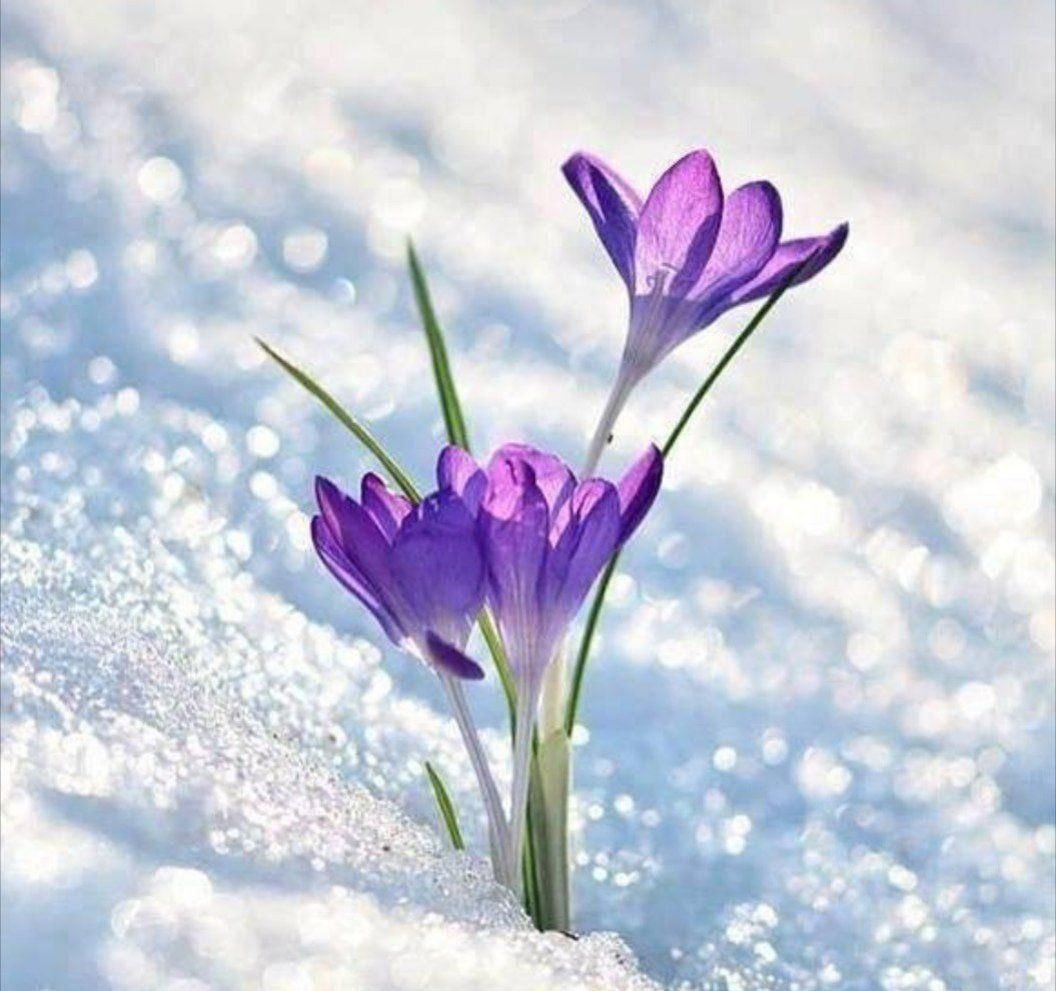 Подснежники подснежники