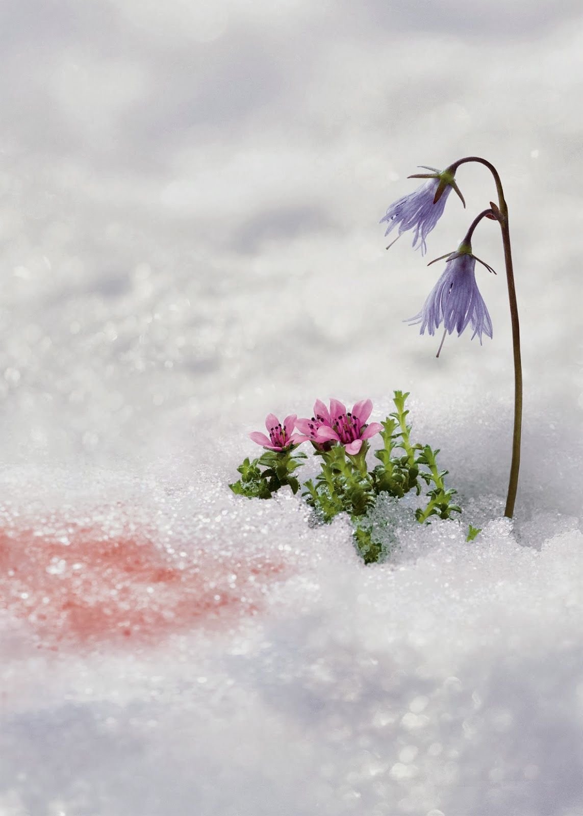 Букет подснежников