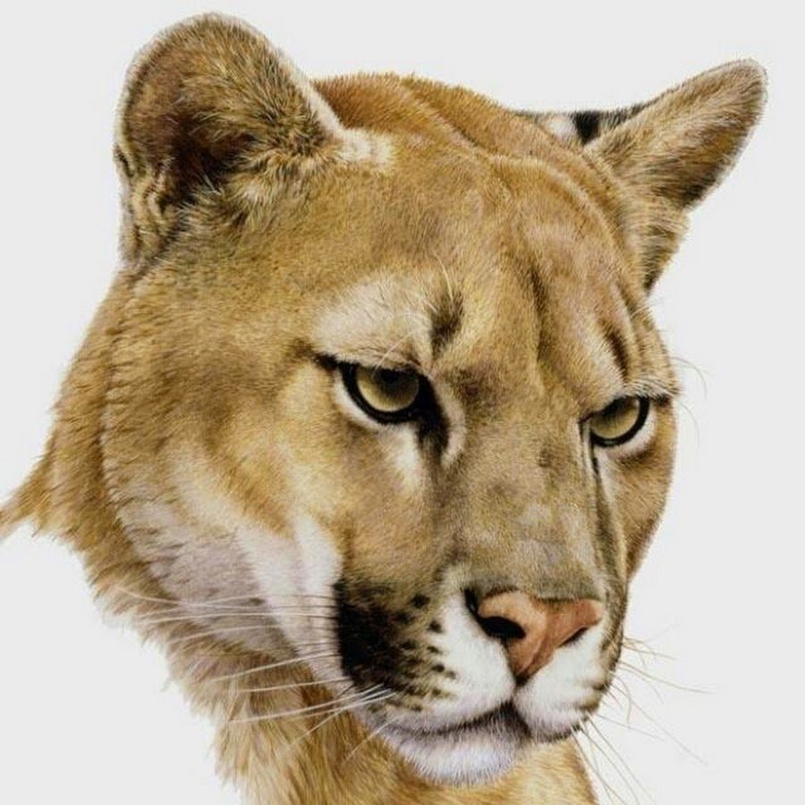 Голова Пумы