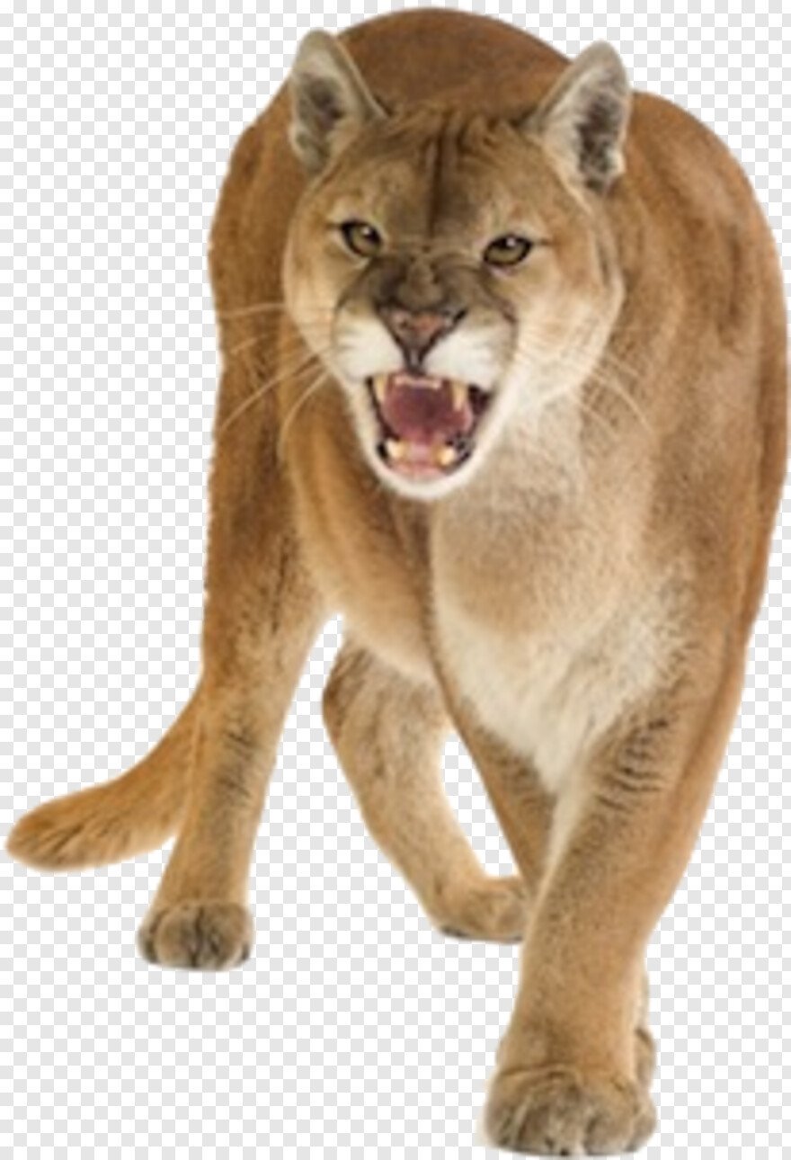 Пума для детей