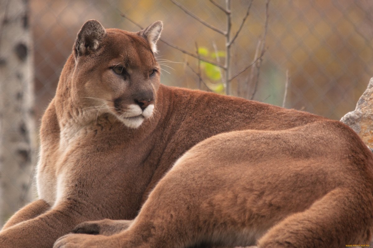 Львица цветными карандашами