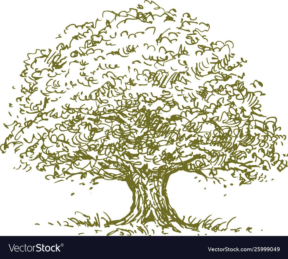 Генеалогическое дерево с корнями без рамок