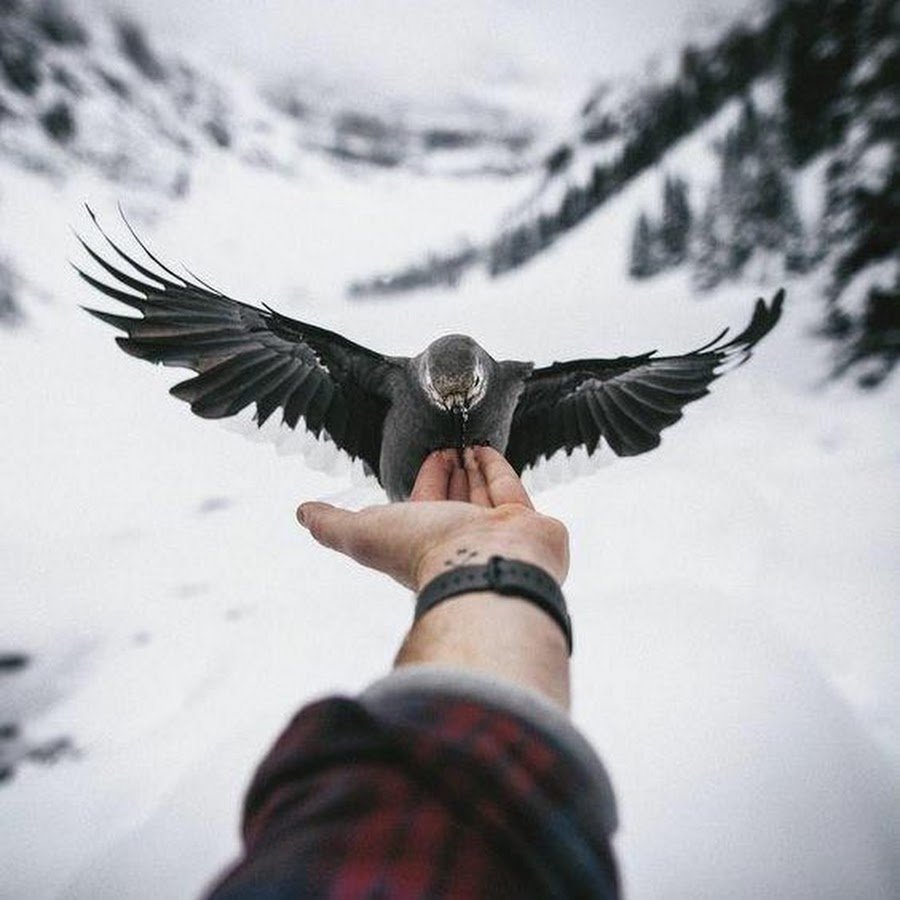 Птица на аву