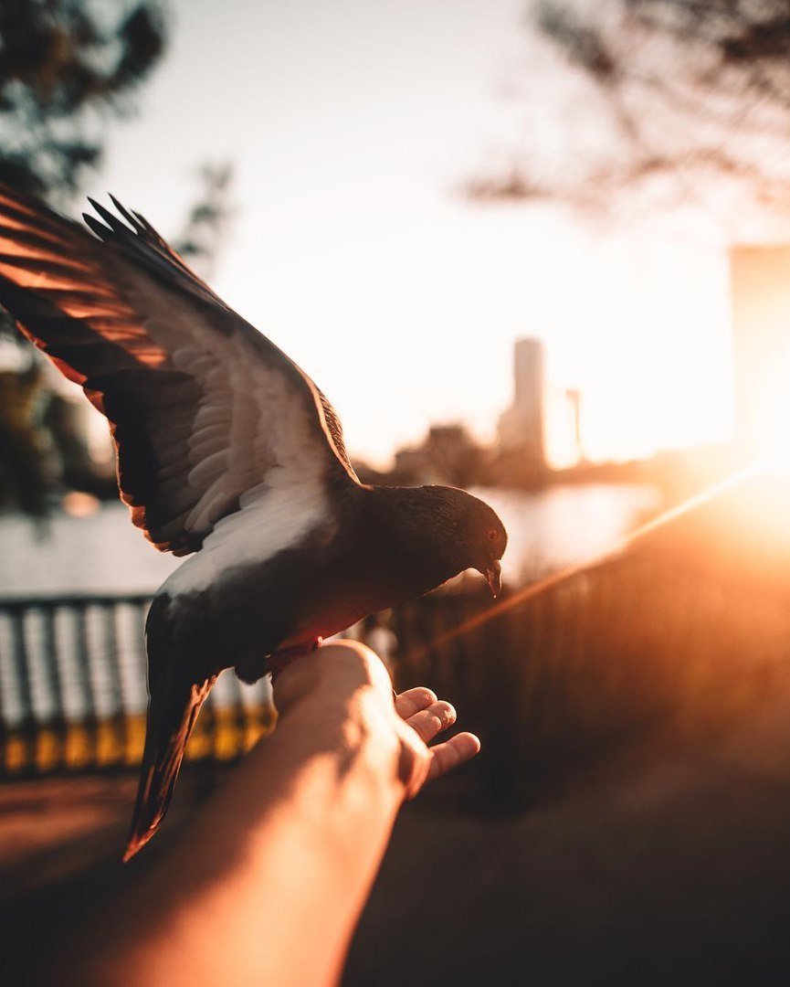 Отпустить птицу