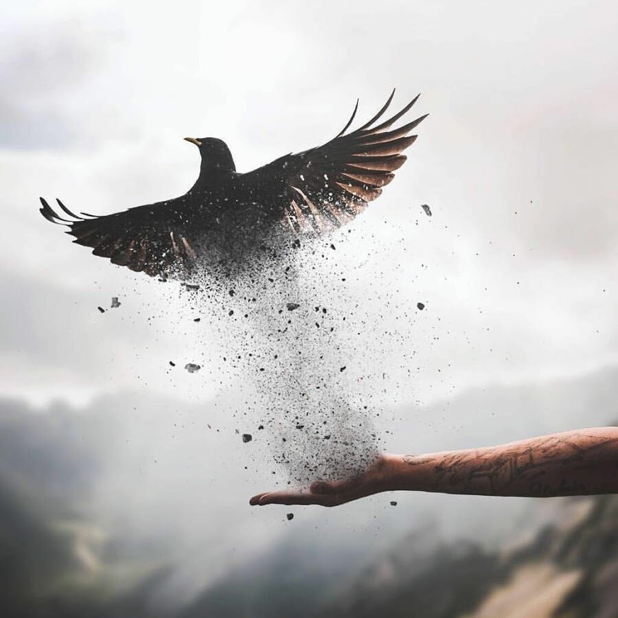 Парень отпускает птицу