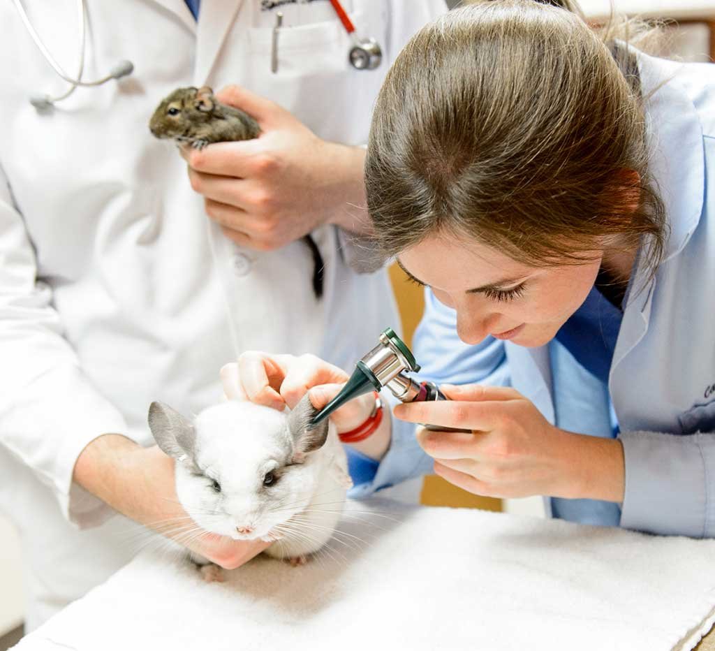 Ветеринар ратолог