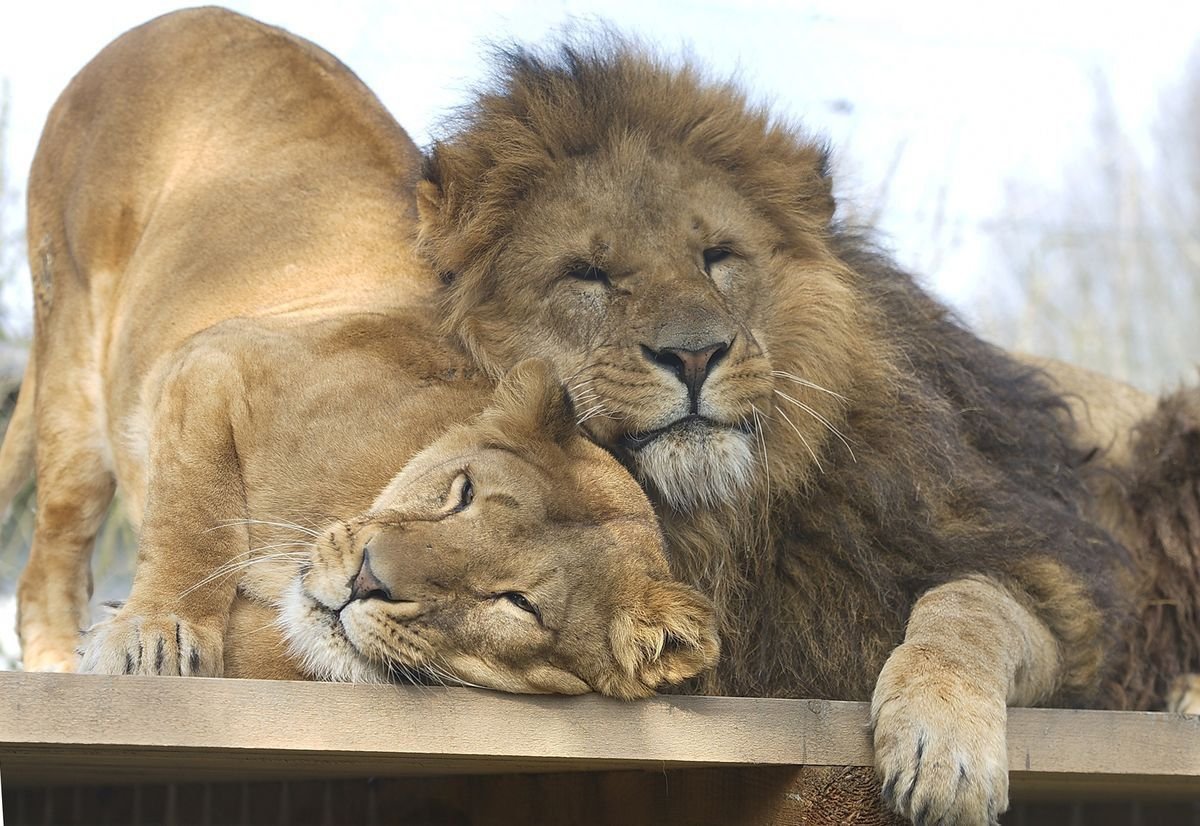 Спокойной ночи Лев и львица