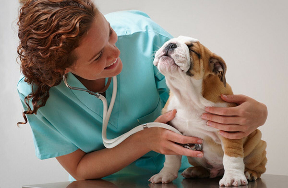 Щенок у ветеринара