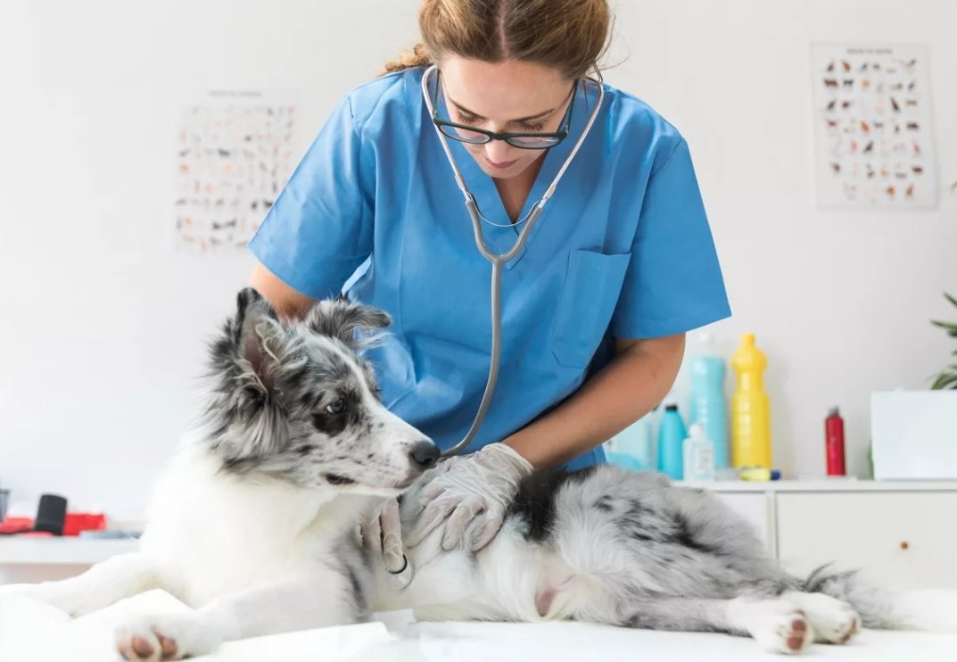 Работники ветеринарной клиники