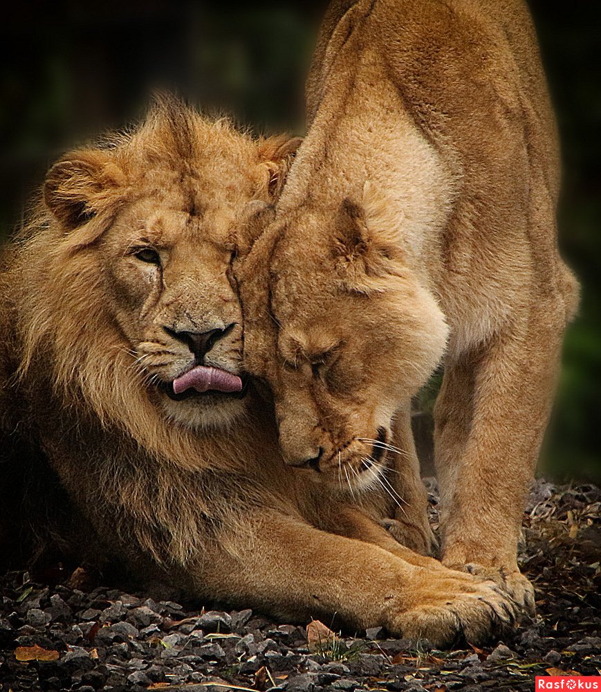 Любовь Львов