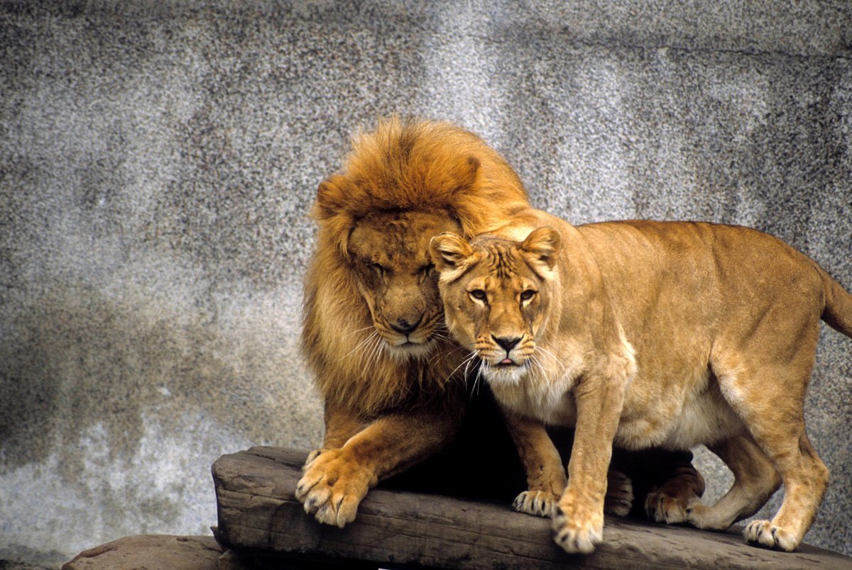 Леви львица