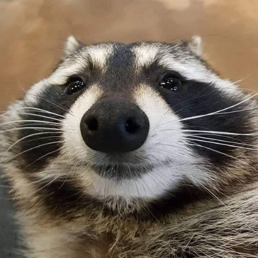 Ленивый енот