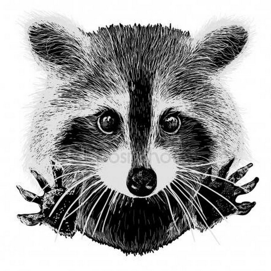 Подозрительный енот