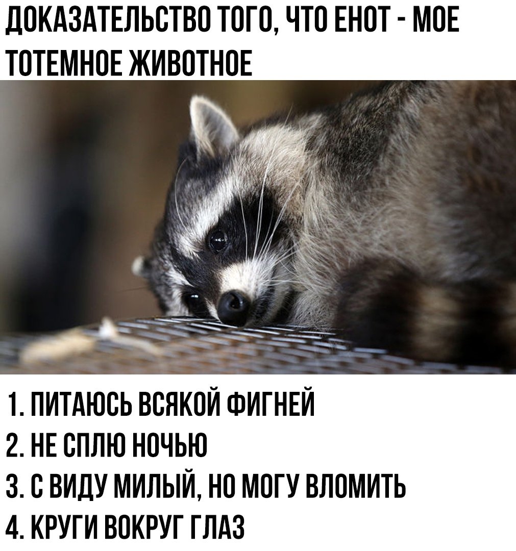 Енот полоскун Raccoon Rocket